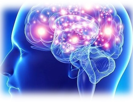 bioneuroemocion