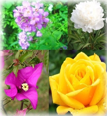 Flores silvestres de america